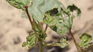 If Thrips are observed in Cotton, which insecticide will you spray?
