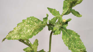 Control of thrips in tomatoes