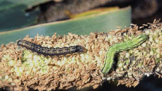 Control of Earhead worm (Helicoverpa) in bajra/ sorghum