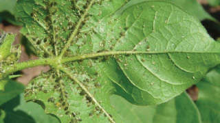 Control of aphids in cotton