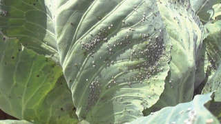 Manage Damage in Cabbage caused by Aphids