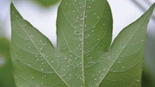 Control Whitefly in Cotton