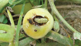 Control of fruit borer in tomato