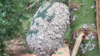 Control Papaya Mealybugs