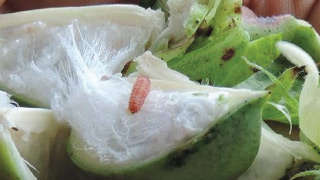 Learn more about Cotton Pink Bollworm