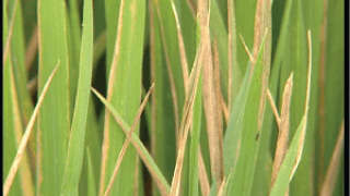 Bacterial leaf blight disease prevention
