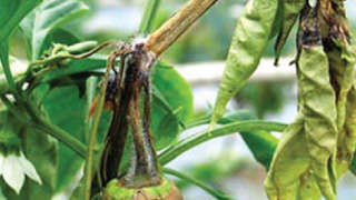 मिर्च में डाई बैक रोग की रोकथाम