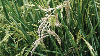 Prevention of stem borer in paddy