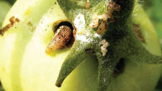 टमाटर में एफिड, जैसिड, तना एवं फल छेदक कीटों का नियंत्रण