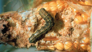 Way to Control Cob Borer in Maize Crops