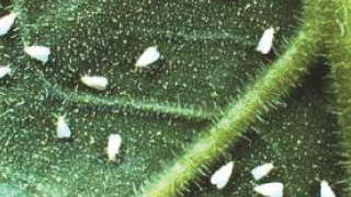 Management of whitefly in Moong