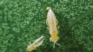 Which Insecticide will you spray for Chilli Thrips?