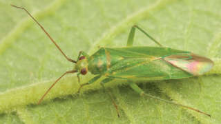 Know About Mirid Bugs in Cotton