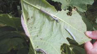 Control of Semilooper and Tobacco caterpillar in Castor