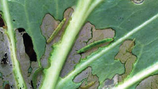 Control of diamond black moth in cauliflower