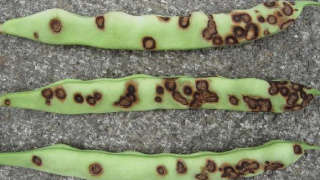 Guar leaf spot disease (anthracnose) prevention