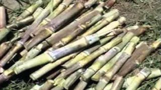 Sugarcane sett treatment