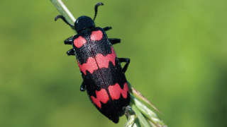 Blister Beetles Cause Severe Infestation in Bajra Crop