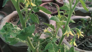 Prevention of flower and fruit loss in tomatoes