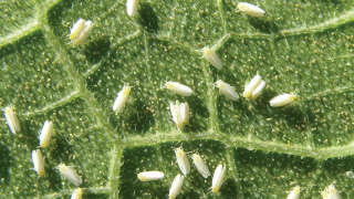 Control of white fly in chili