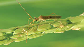 Important Information About Rice Gundhi Bugs