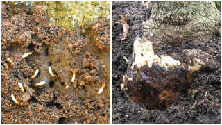 The problem of root rot and termite insect management in papaya