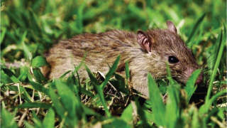 भात पिकाचे पक्वतेच्या अवस्थेत असताना उंदरापासून संरक्षण करावे.