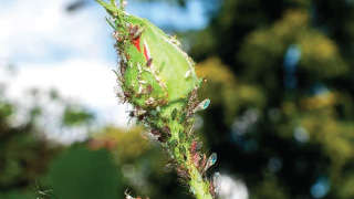 Infestation of Aphid in Roses and Other Ornamental Plants
