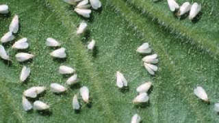 Effective Control of Whitefly in Cotton
