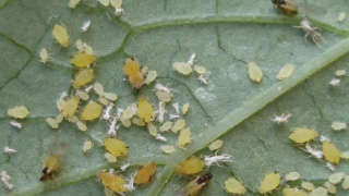 To control sucking pests in cotton, when will you spray insecticides?