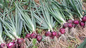 Improve the quality of onion crop.
