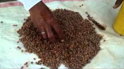 Seed treatment to protect the crop from wilting disease