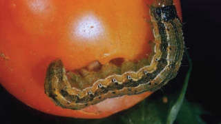 Which insecticide do you spray for tomato fruit borer?