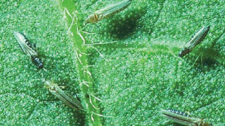 Damage caused by Thrips to Cotton