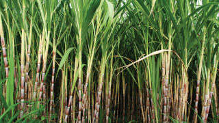Use of biofertiliser in sugarcane