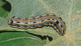 Control of Leaf-eating Caterpillars and Semilooper in Castor