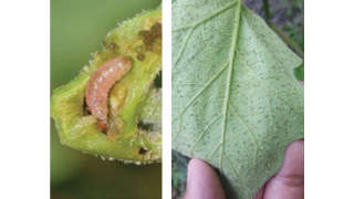 Control of Aphids,  Jassids, Stem and Fruit Borer Pest in Brinjal