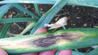 Control of Purplish Spot Disease in Onion Crop