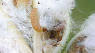 How will you recognize pink bollworm infestation in cotton?