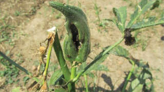Outbreak of Shoot and fruit Borer Pests in Okra Crop