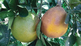 संत्रा पिकातील तपकिरी फळ कूज व्यवस्थापन: