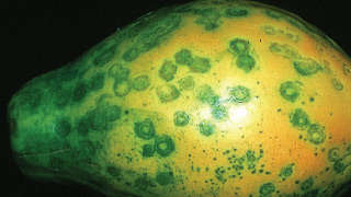 Papaya-Ringspot-Virus-Preventive-Measures