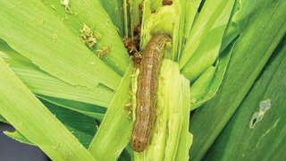 Control of Armyworm in Maize Crop