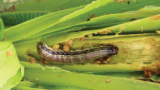 Falls armyworm in winter maize crop
