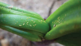 Control of Thrips and Blight in Onion Crop
