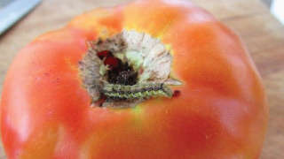 Which insecticide will you prefer for tomato fruit borer?