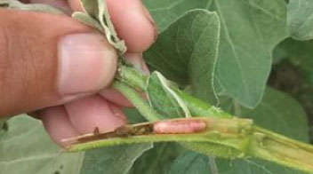 Control of white fly stem and fruit borer in In Brinjal