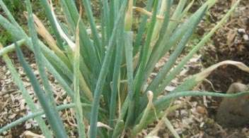 Why incidence of thrips is increasing in onion & garlic