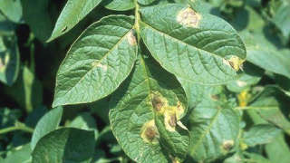 Prevention of Early and Late Blight in Potato