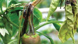 Prevention of Dieback Disease in Chilli